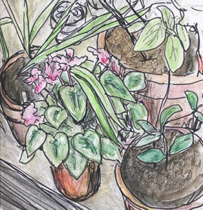 watercolor sketch of greenhouse plants